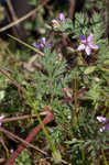 Redstem stork's bill